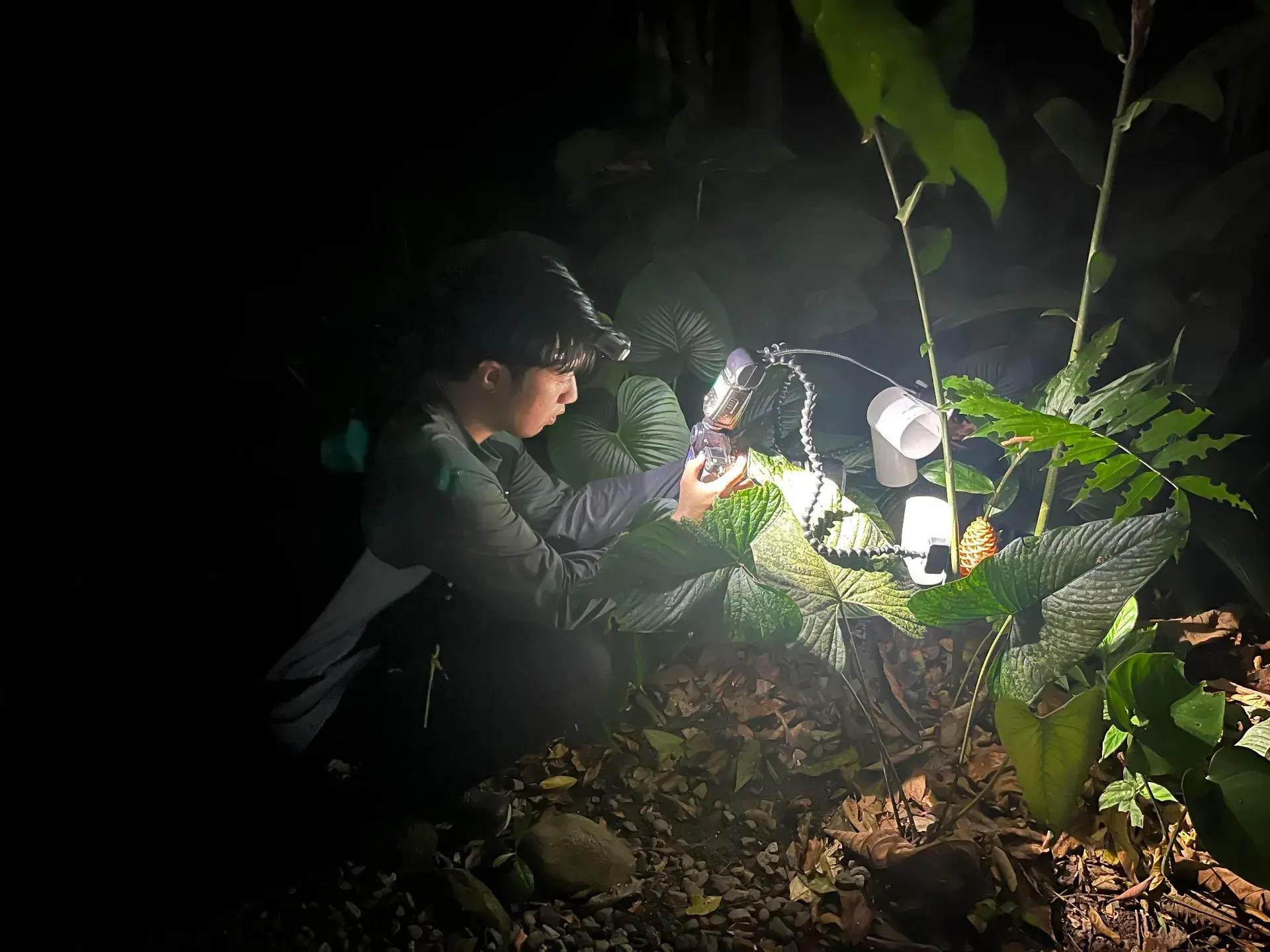 Close-up macro photography of a rainforest creature lit by a headlamp