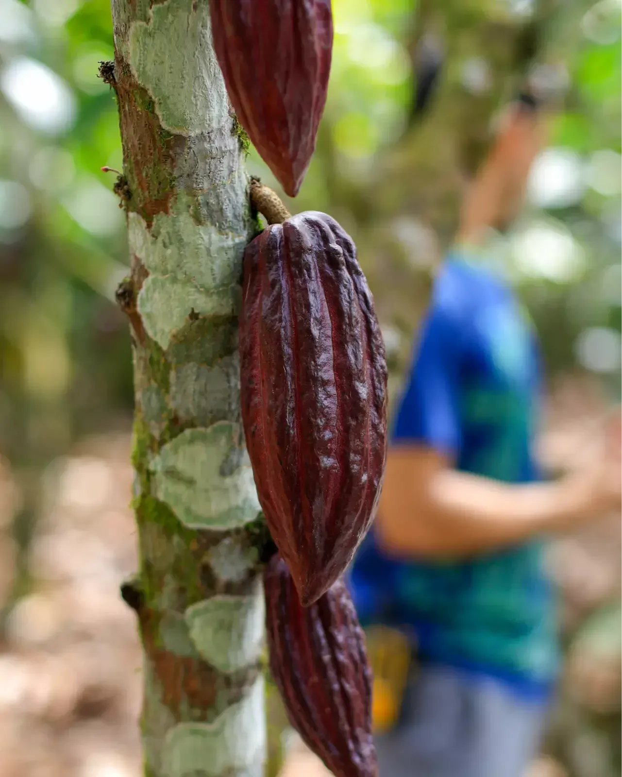 Northfields coffee and chocolate farm tour, La Fortuna