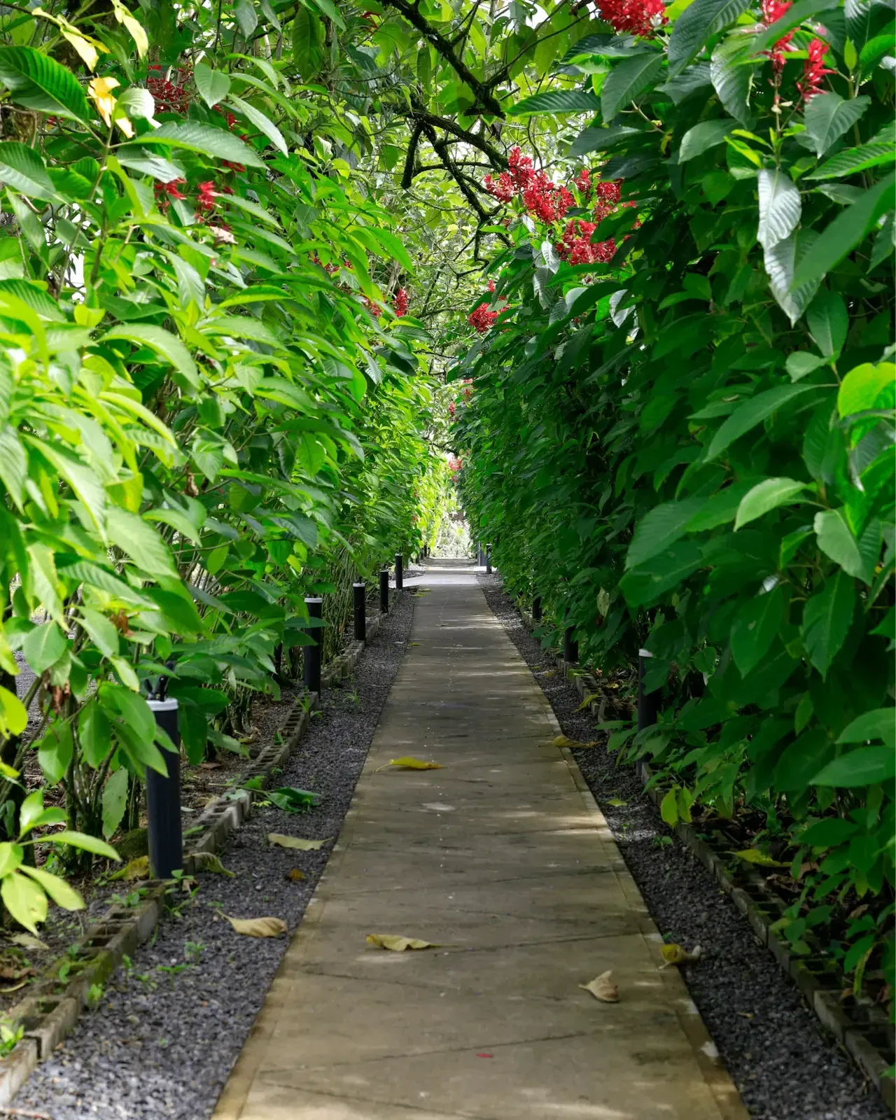 Northfields coffee and chocolate farm tour, La Fortuna