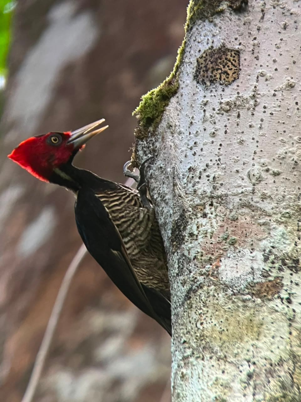 Pale-billed Woodpecker foraging on a tree trunk at Esquipulas rainforest, Costa Rica