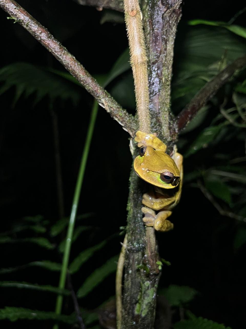 Reptile observed on a Papa's Place rainforest walk