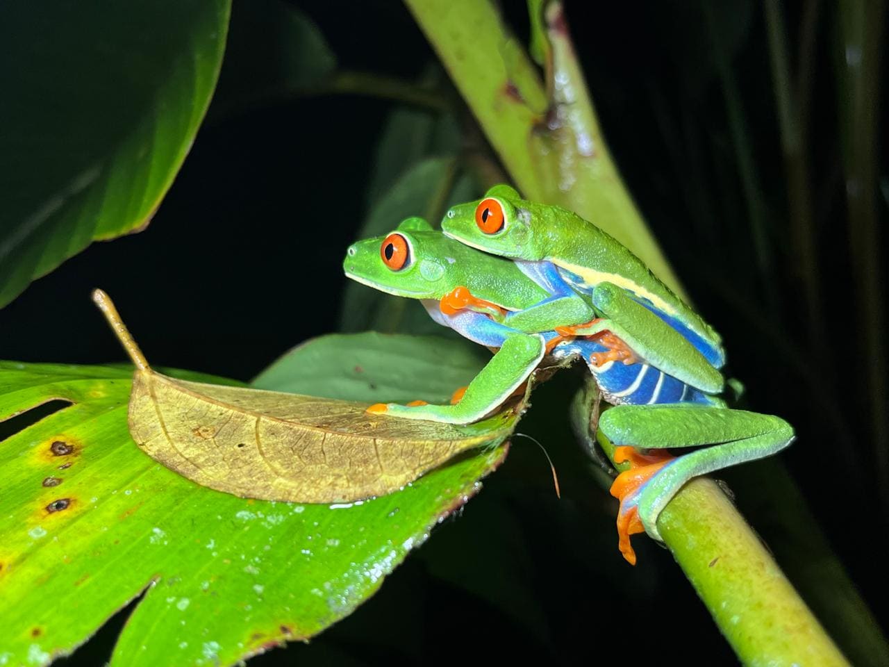 Group exploring Papa's Place reserve at night