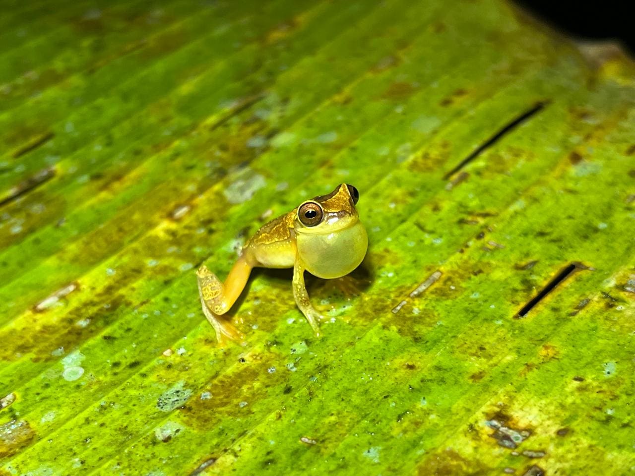 Tropical frog at Papa's Place night walk in La Fortuna