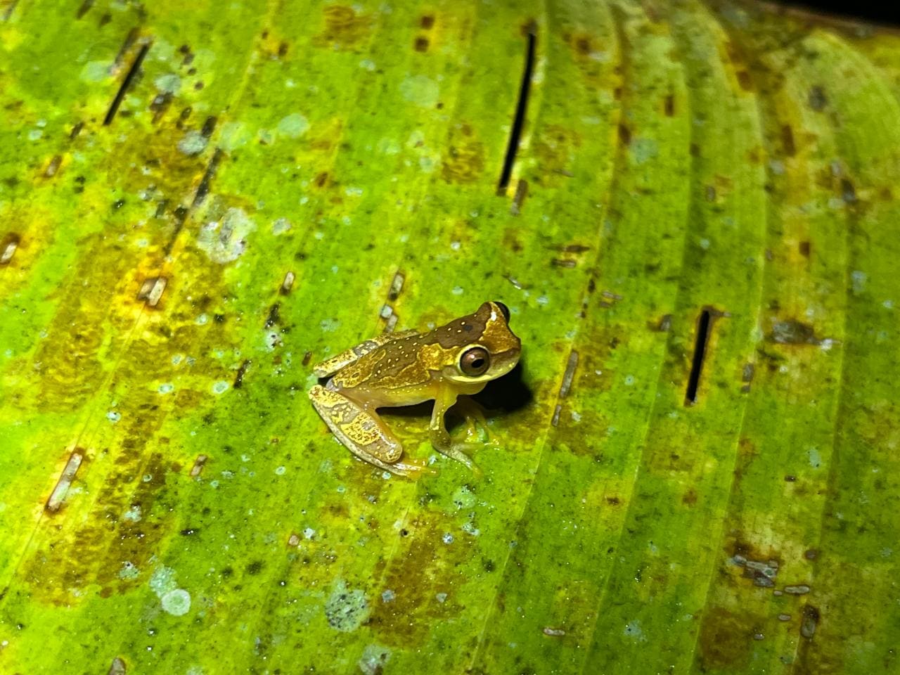 Glass frog spotted during a Papa's Place tour, Costa Rica