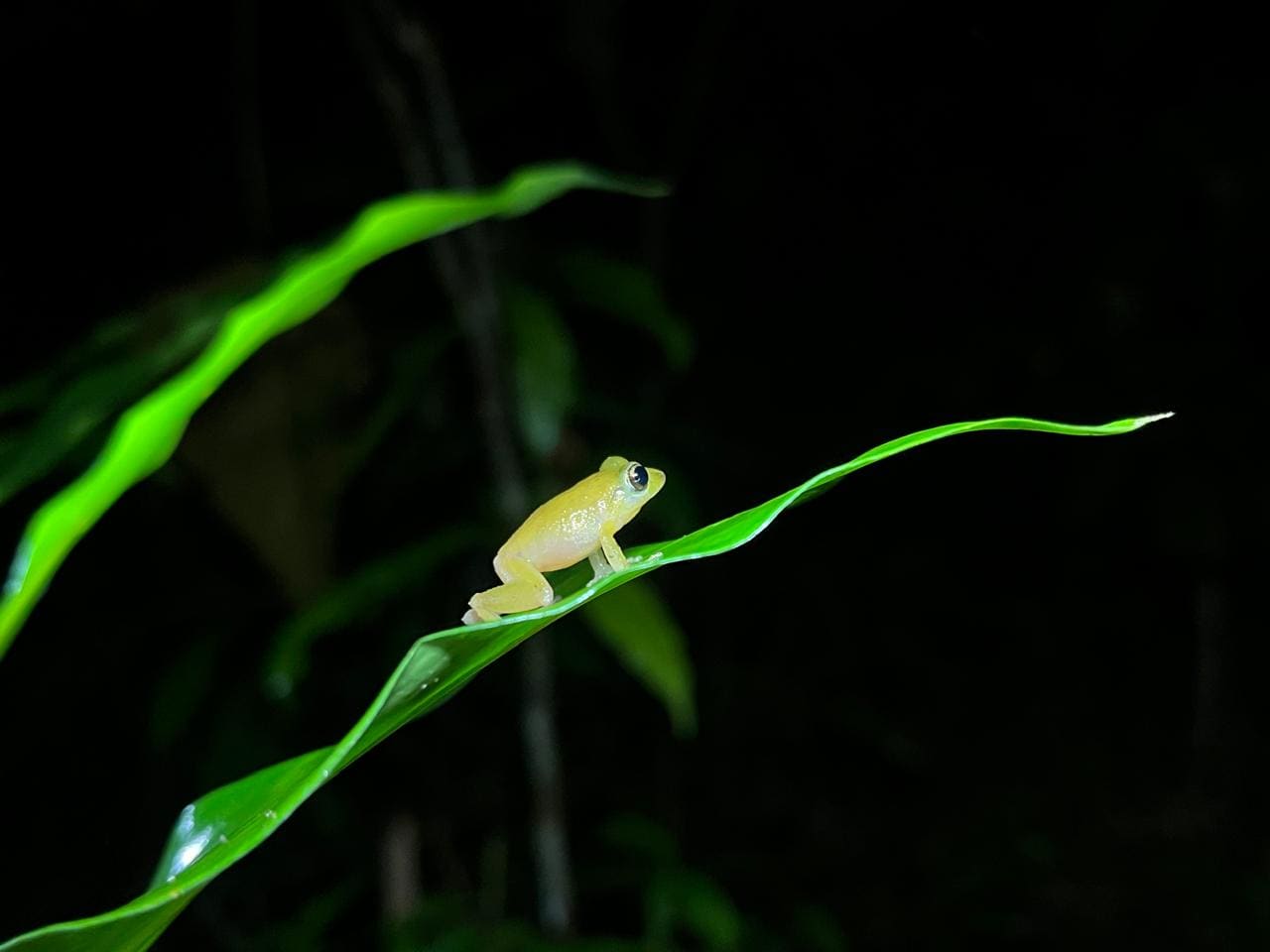 Wildlife spotted at Papa's Place night tour in La Fortuna