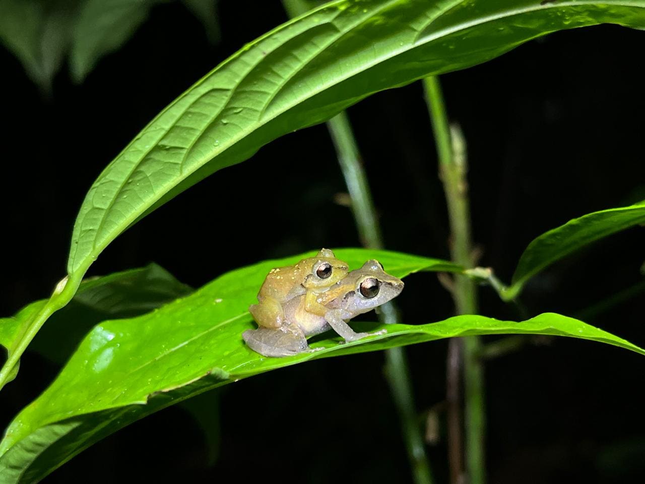 Frog perched on a leaf at Papa's Place reserve