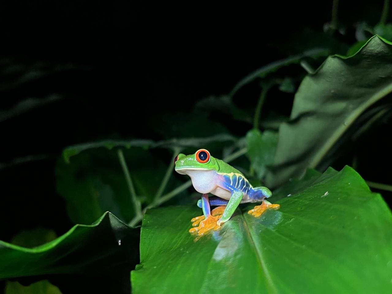 Bird perched at Papa's Place night tour, Costa Rica