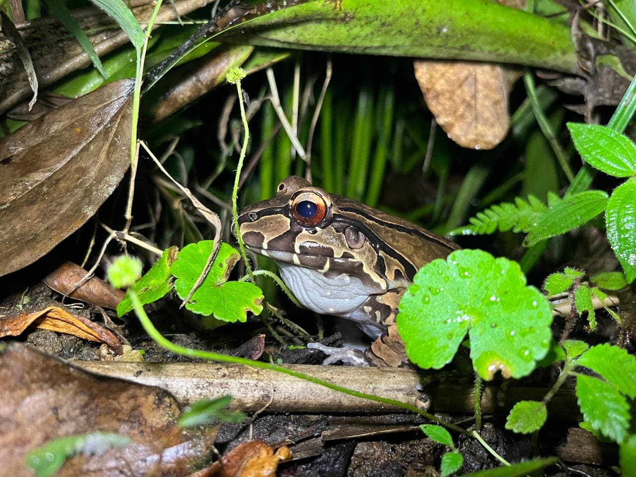 Wildlife abundance at Papa's Place reserve, La Fortuna