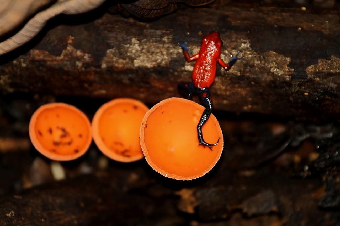 Strawberry Poison Dart Frog