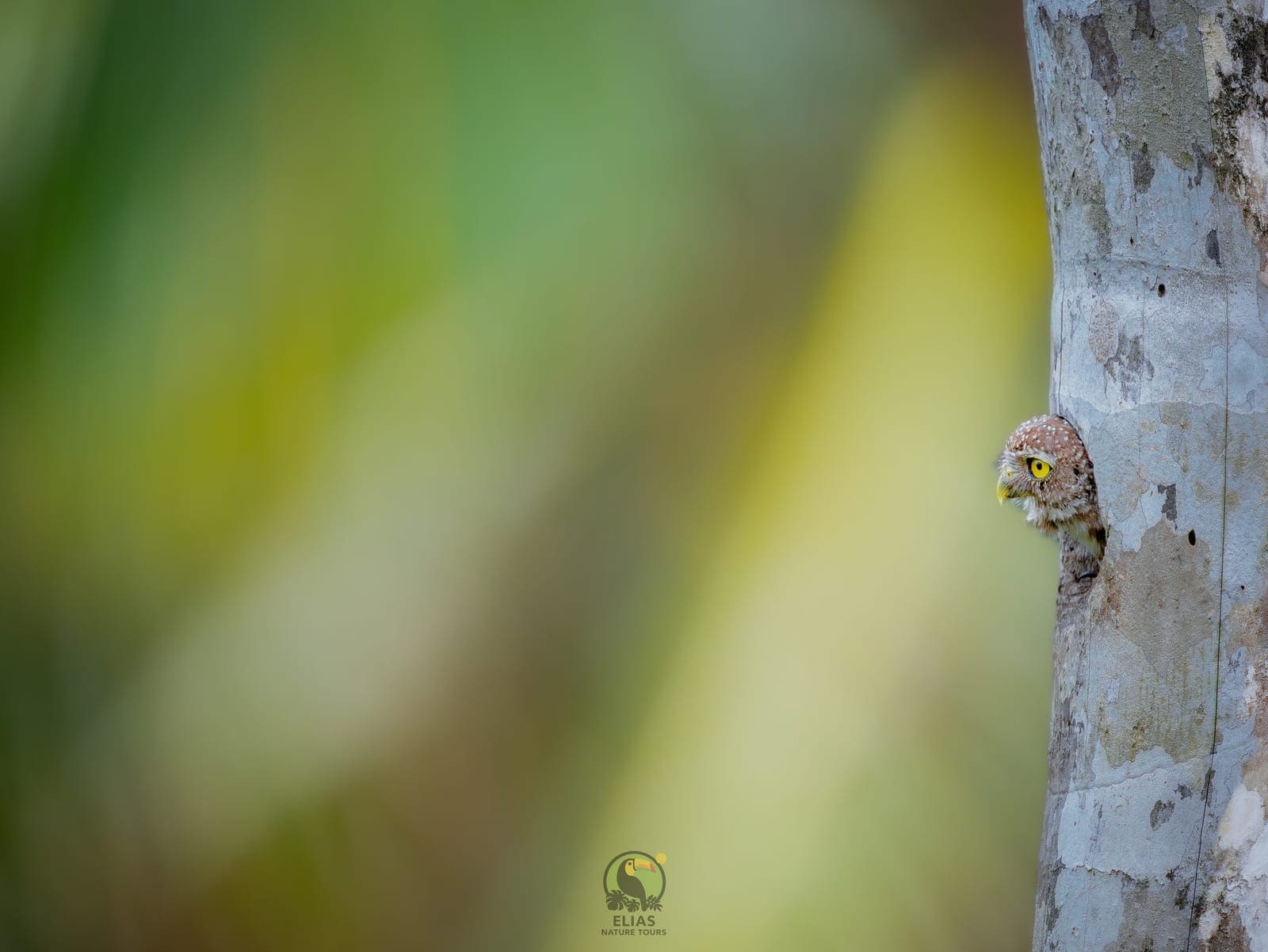 Central American pygmy-owl peeking from its nest cavity — Boca Tapada