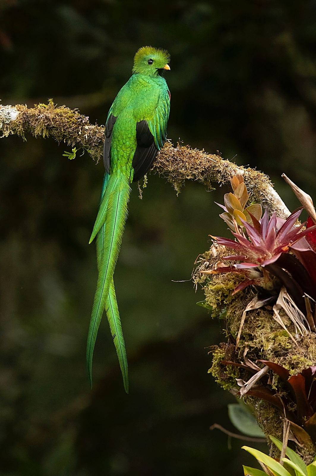 Resplendent Quetzal