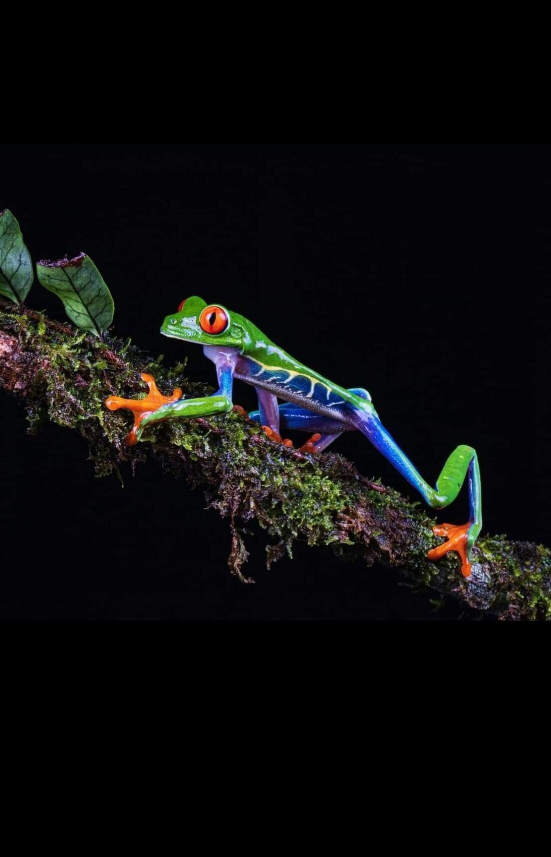 Red-eyed tree frog photographed on a Boca Tapada night walk