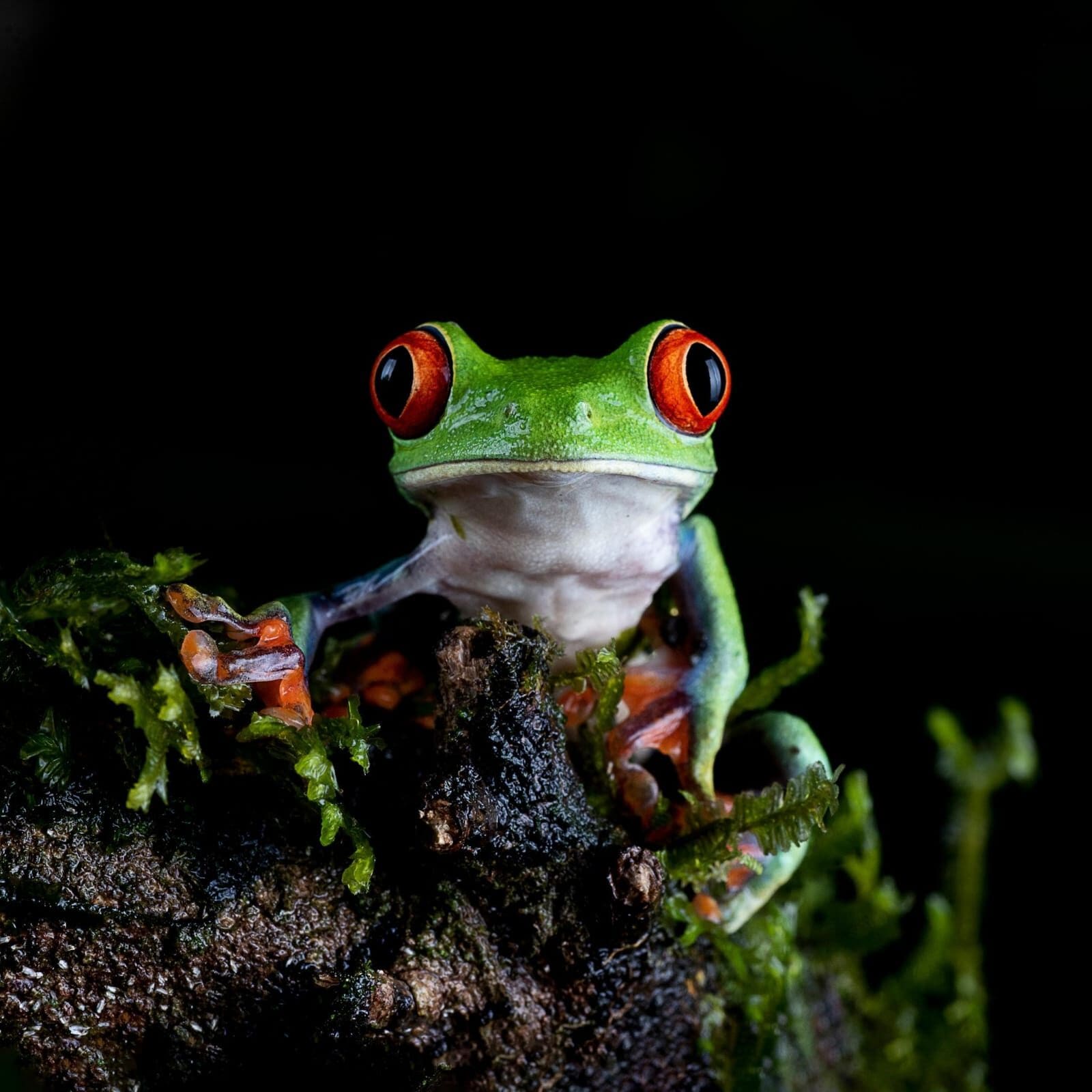 Frogs and Reptiles Macro Session