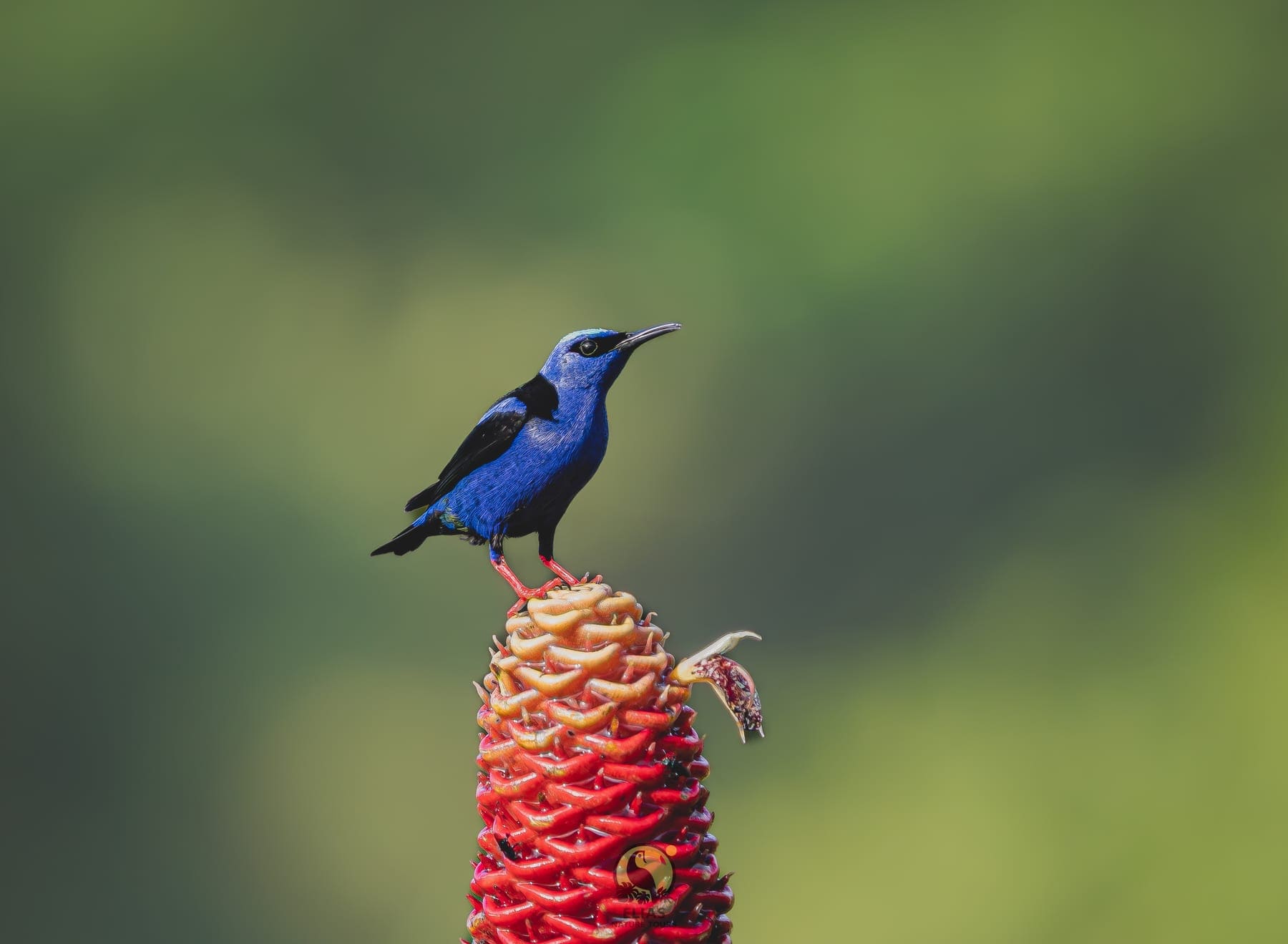 Red-legged Honeycreeper — Valle de los Quetzales, San Gerardo de Dota