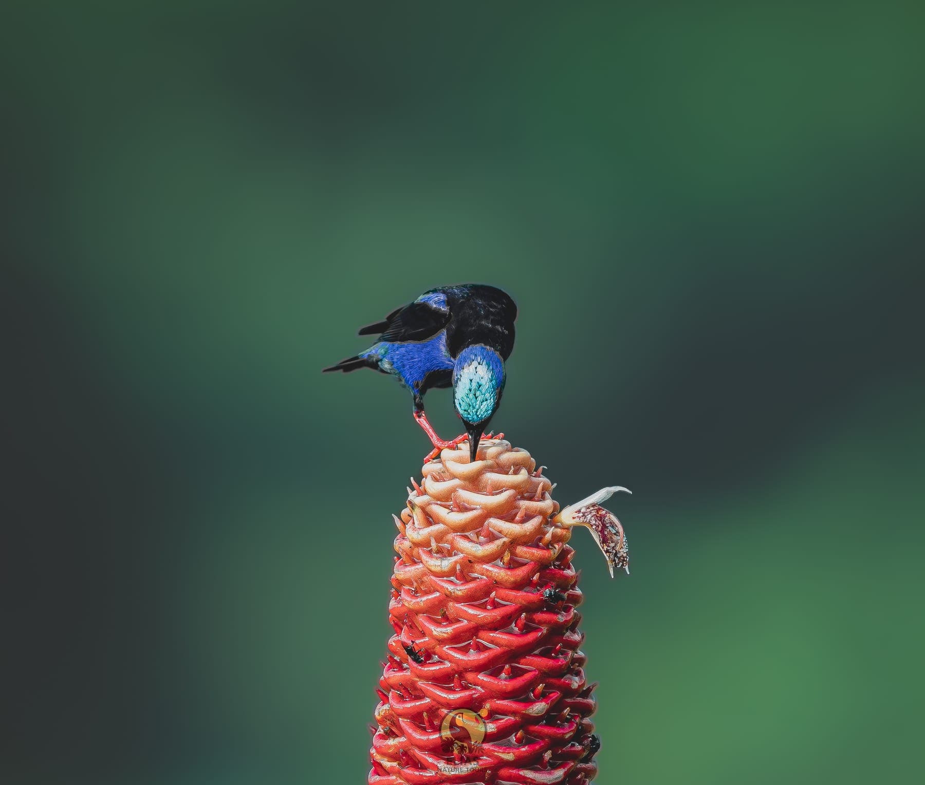 Red-legged Honeycreeper — Valle de los Quetzales, San Gerardo de Dota