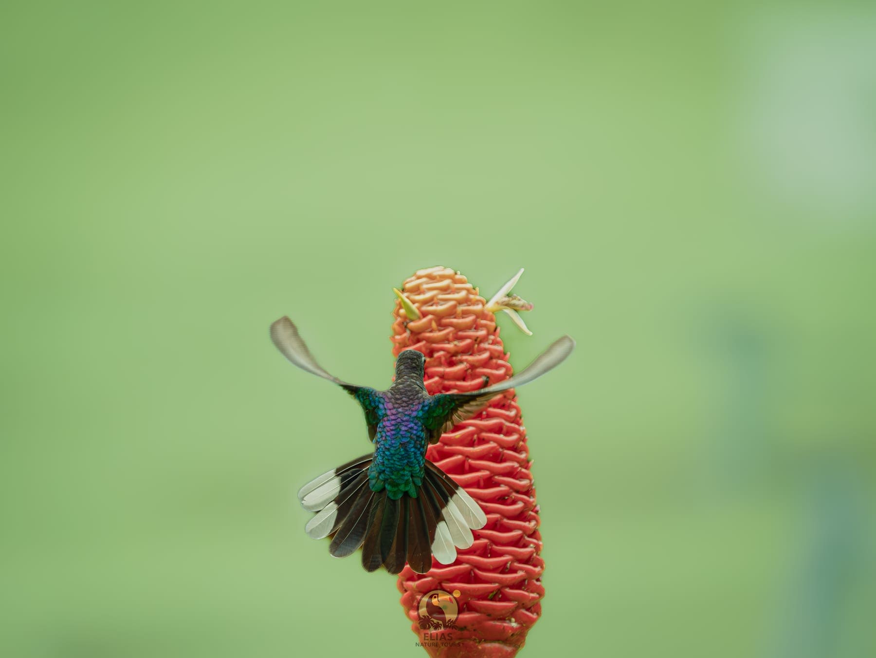 Costa Rica nature tour photo