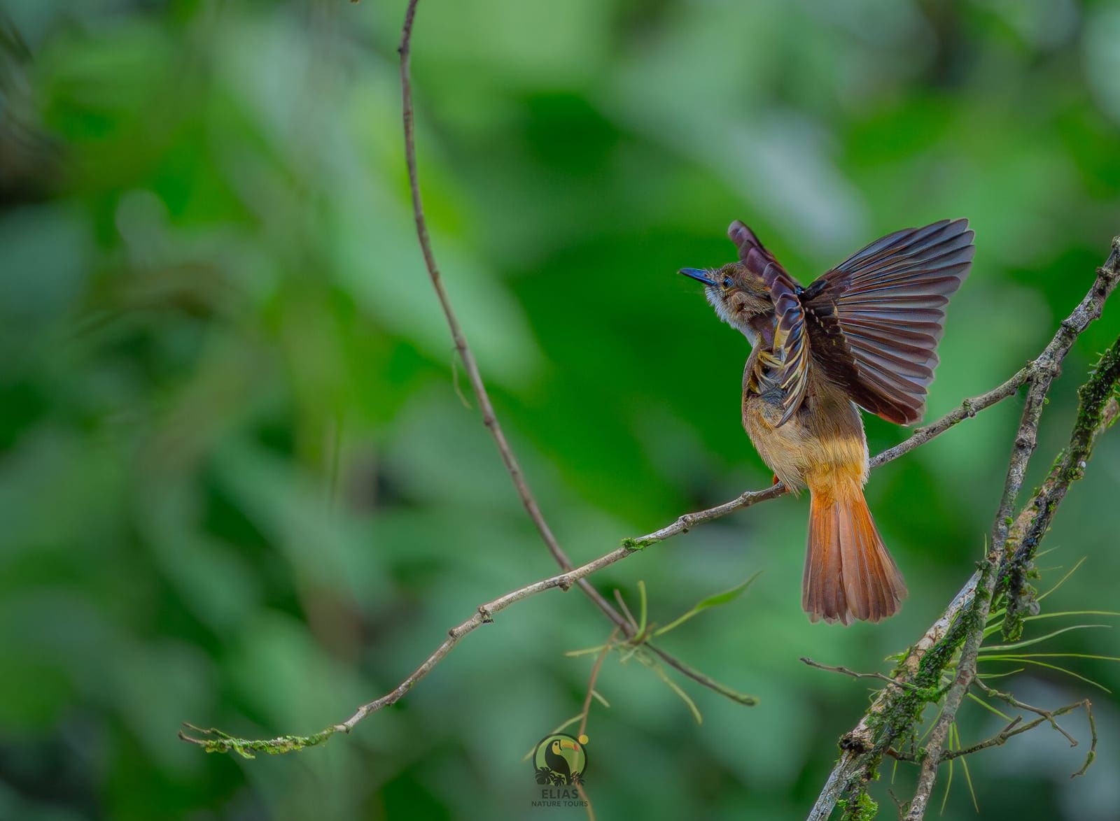 Royal Flycatcher — Boca Tapada photography expedition, Costa Rica