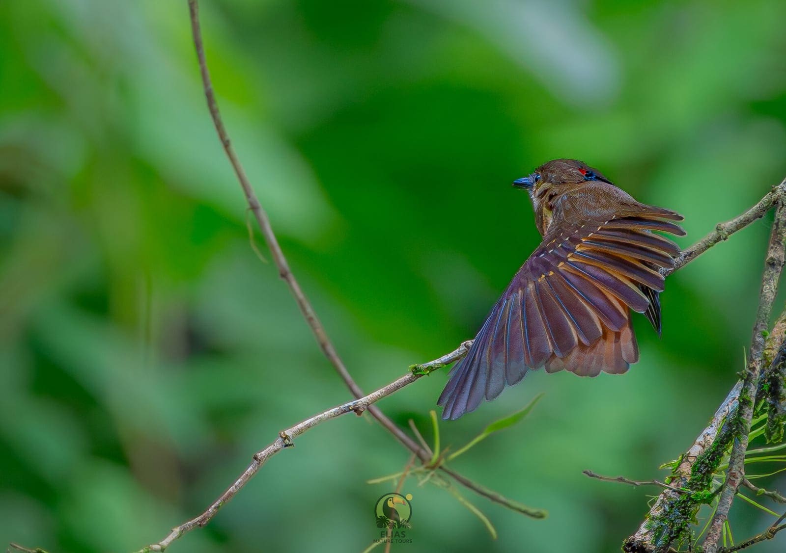 Royal Flycatcher — Nesting Season