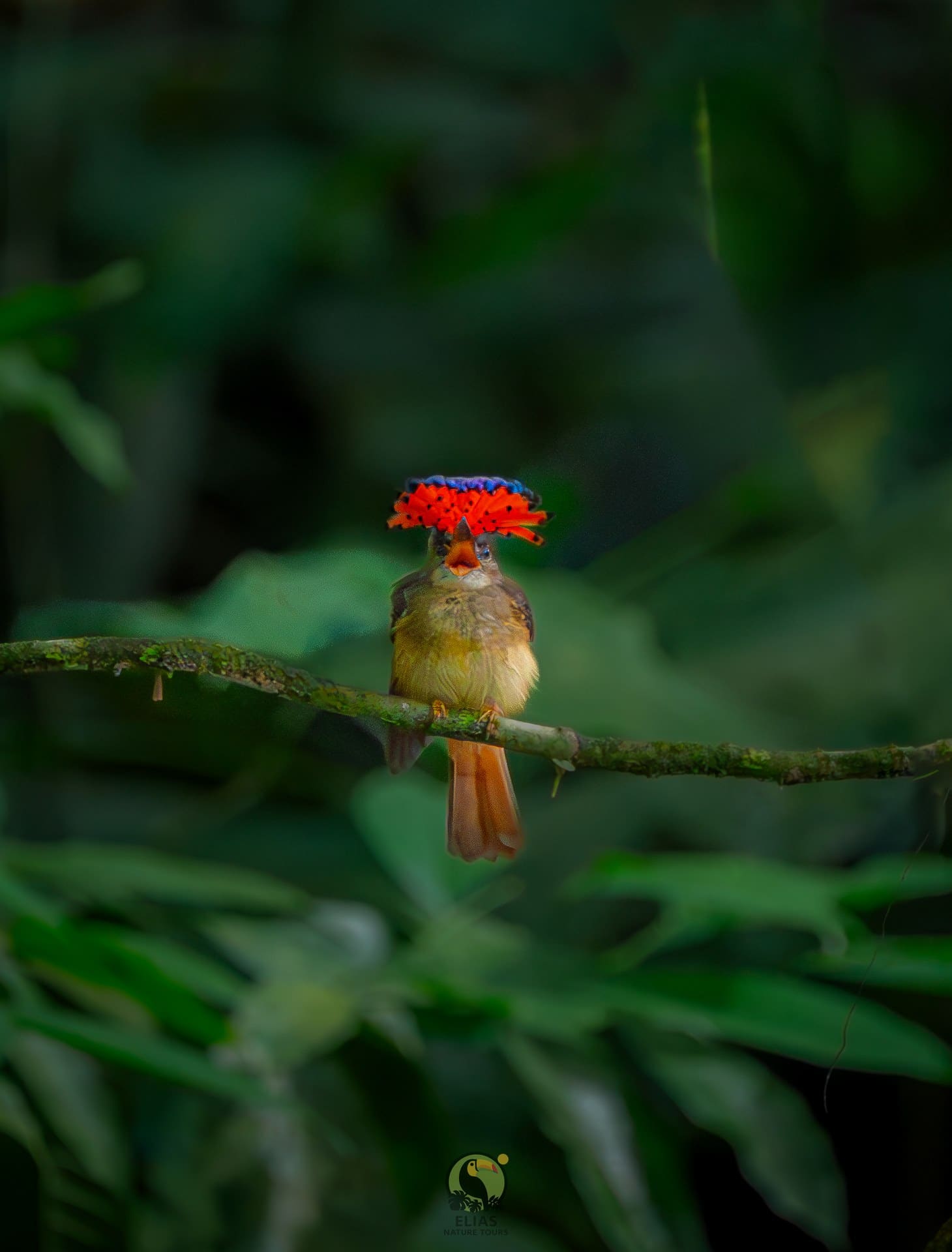 Royal Flycatcher — Boca Tapada photography expedition, Costa Rica