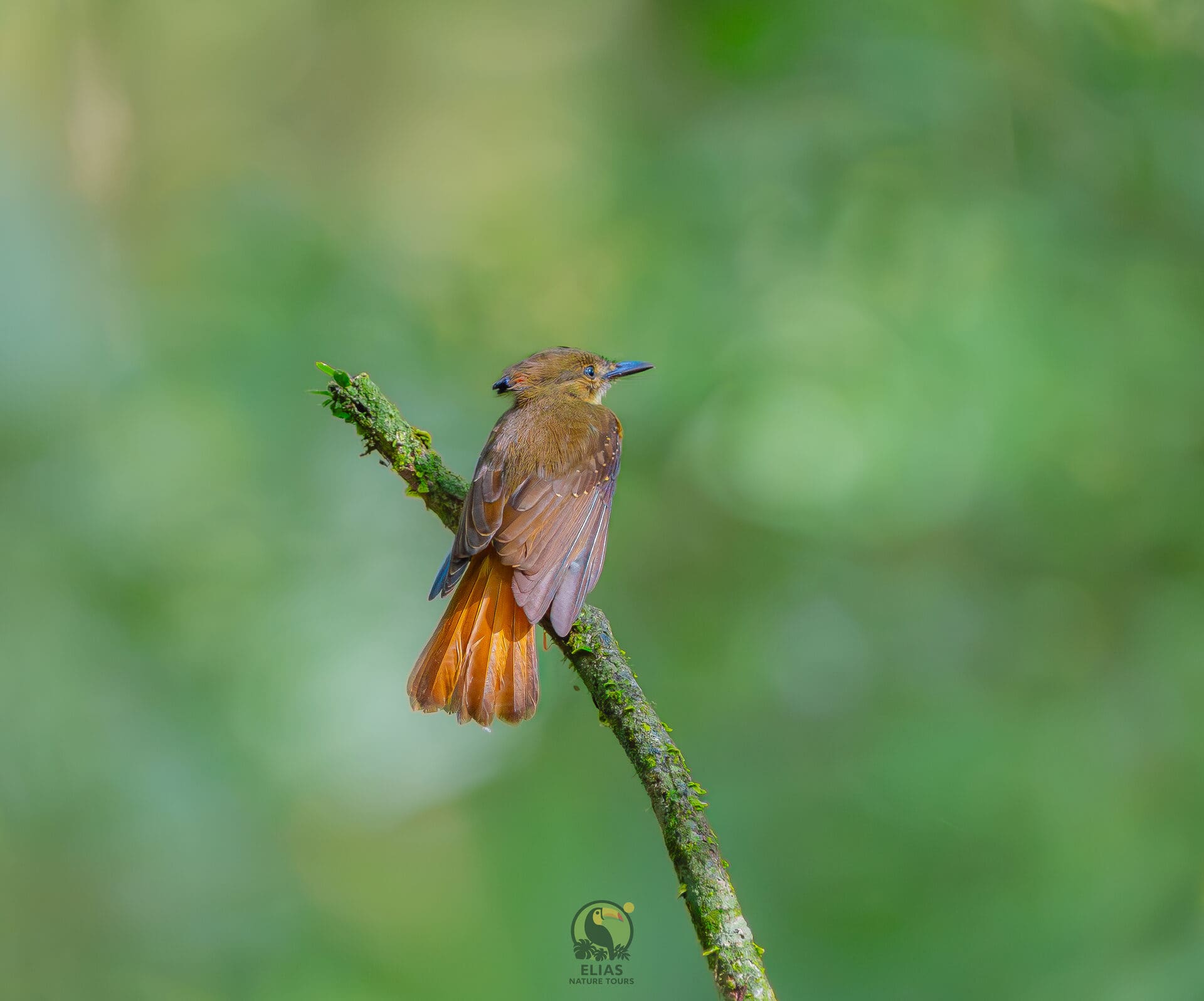 Royal Flycatcher — Boca Tapada photography expedition, Costa Rica
