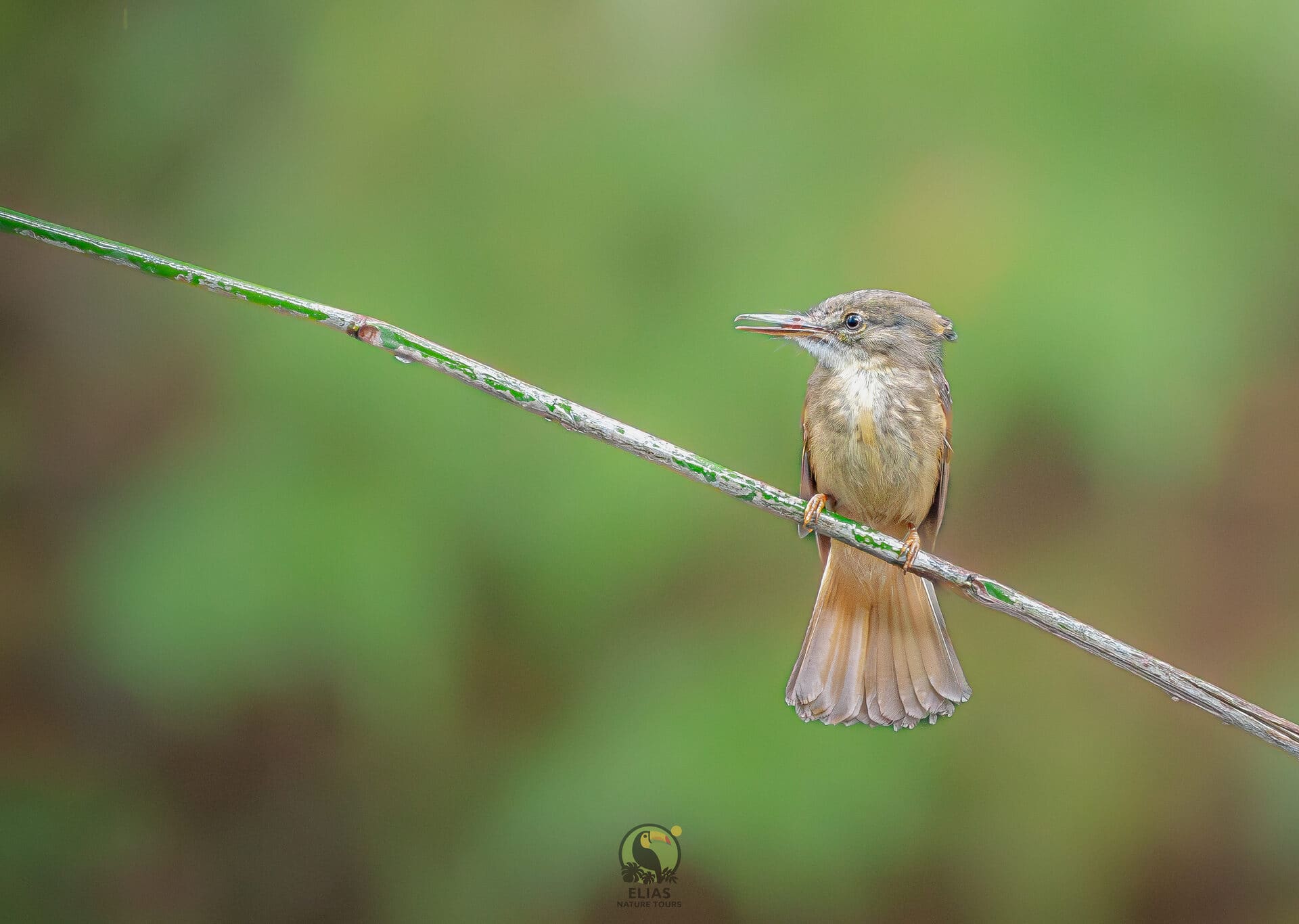 Royal Flycatcher — Boca Tapada photography expedition, Costa Rica