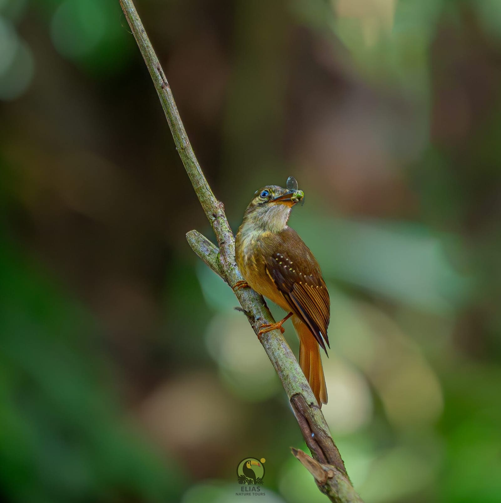 Royal Flycatcher — Boca Tapada photography expedition, Costa Rica
