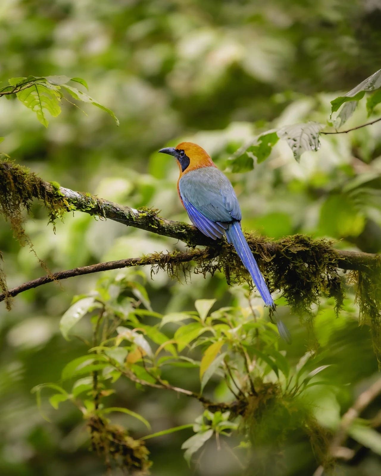 Rufous Motmot (Baryphthengus martii) — La Fortuna, Costa Rica