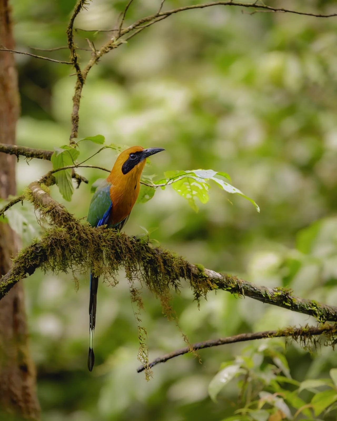 Rufous Motmot perched (Baryphthengus martii) — Arenal, Costa Rica