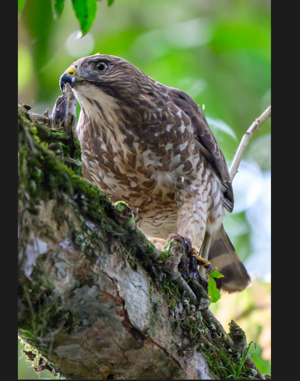 Boca Tapada Photography and Wildlife Boat Tour 11