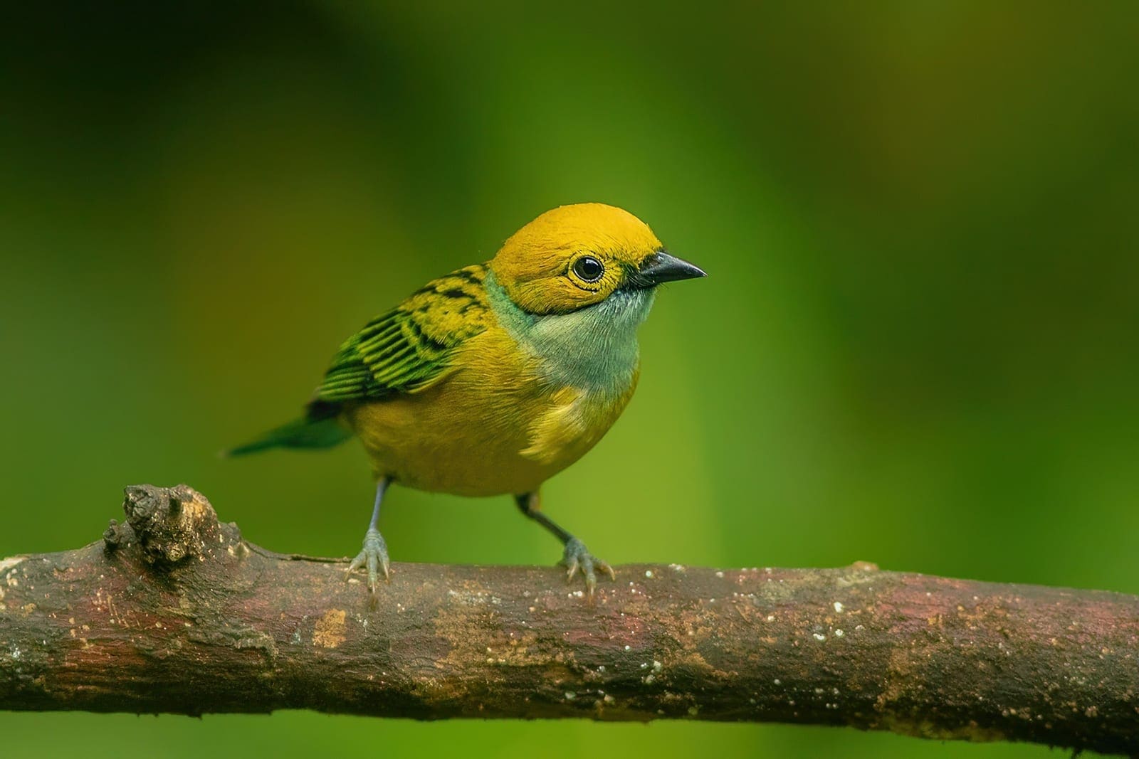 Silver-throated Tanager