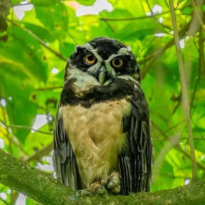 Spectacled owl perched in rainforest canopy