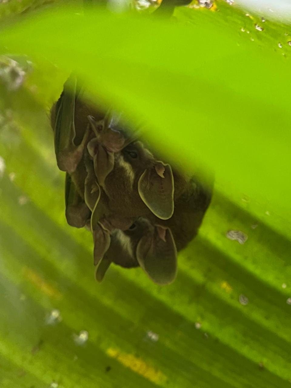 Tent-making bats roosting under a leaf in Manuel Antonio National Park, Costa Rica
