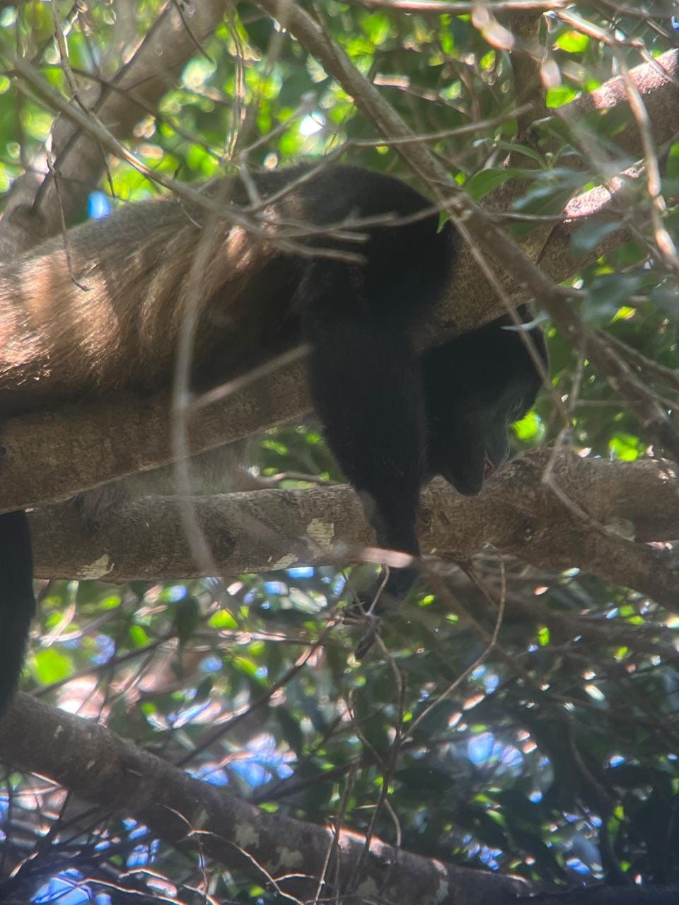Three-toed sloth resting in the canopy, Manuel Antonio National Park