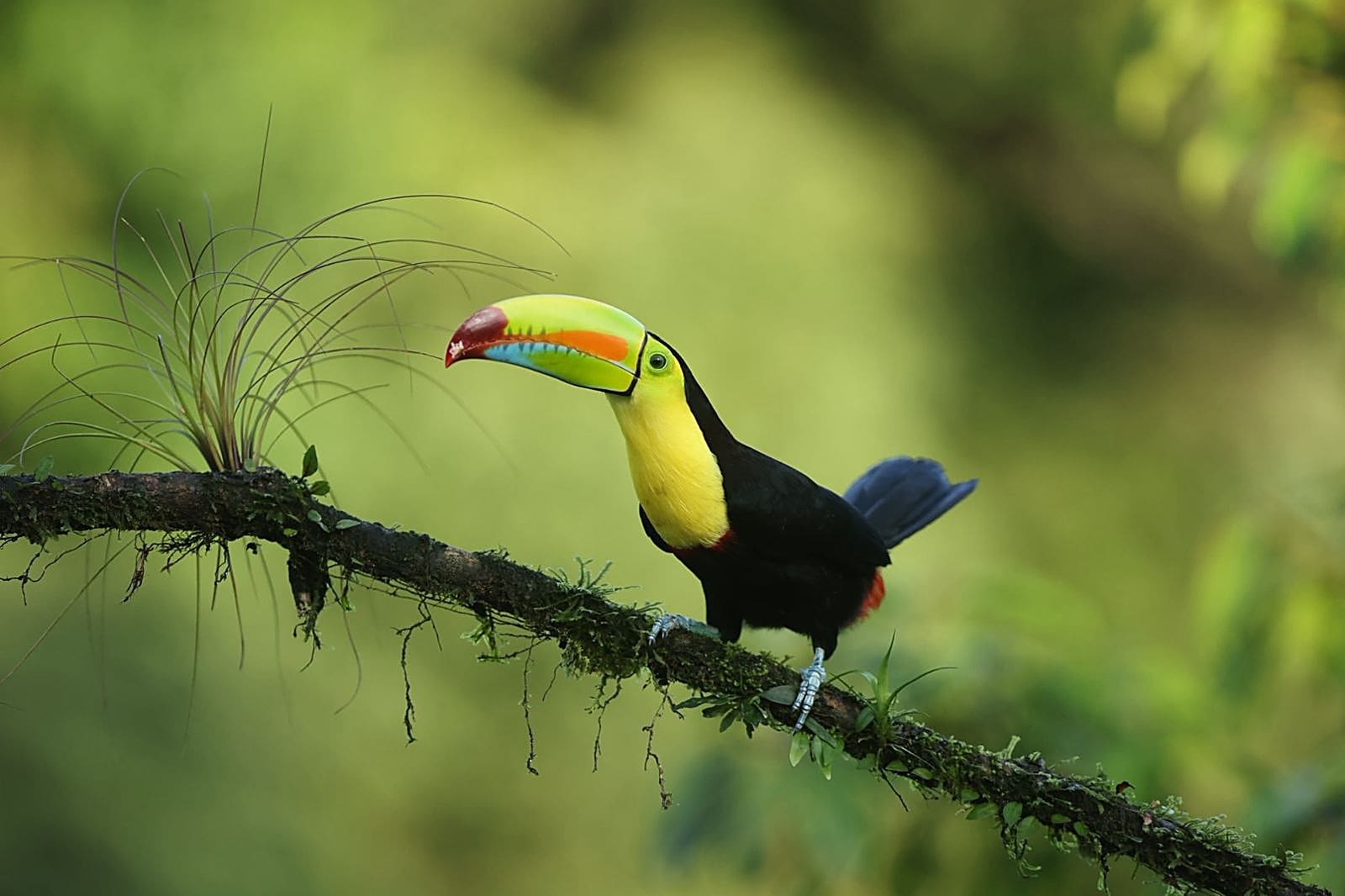 Keel-billed Toucan