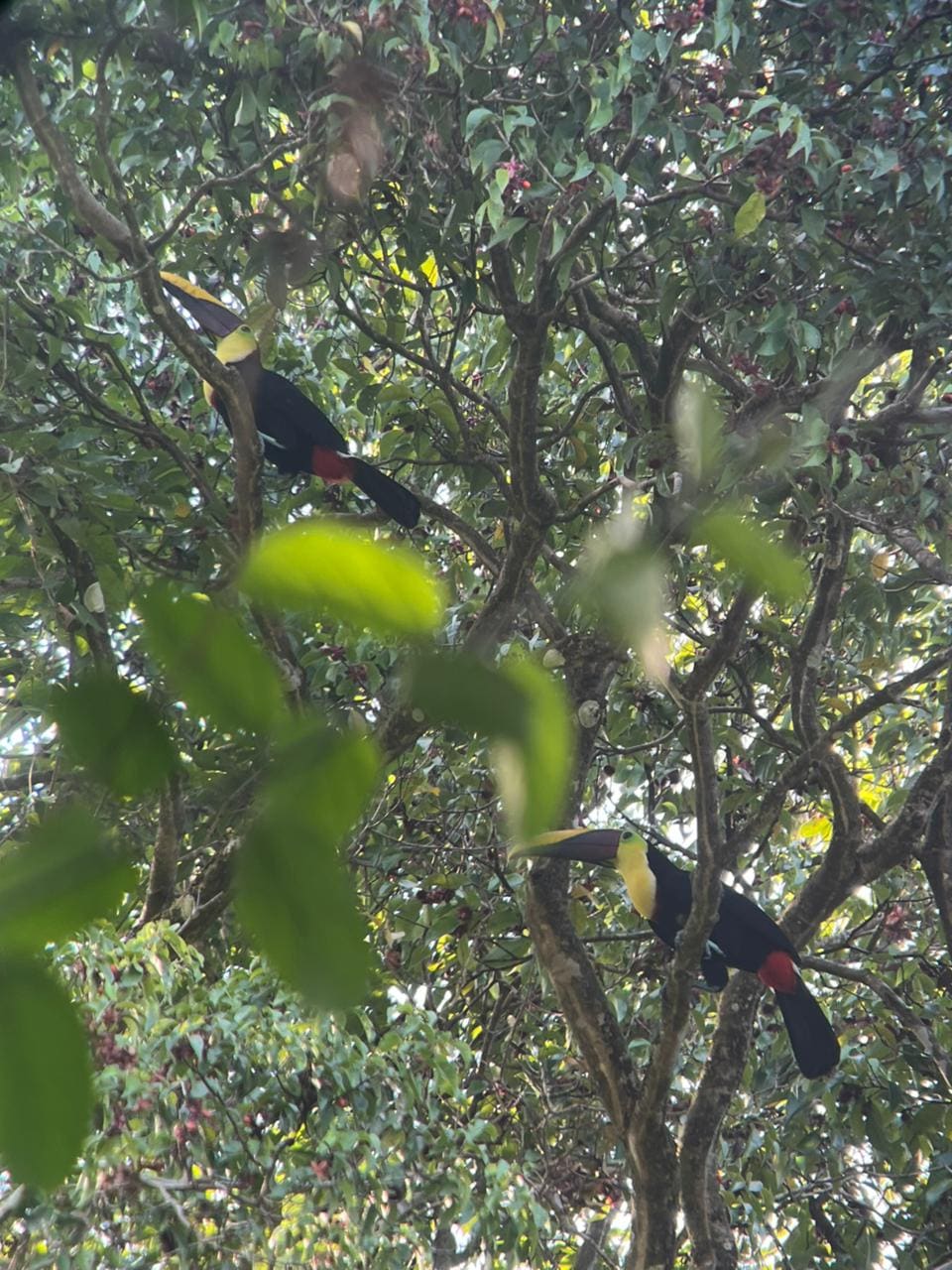 Toucans Esquipulas Rainforest Manuel Antonio
