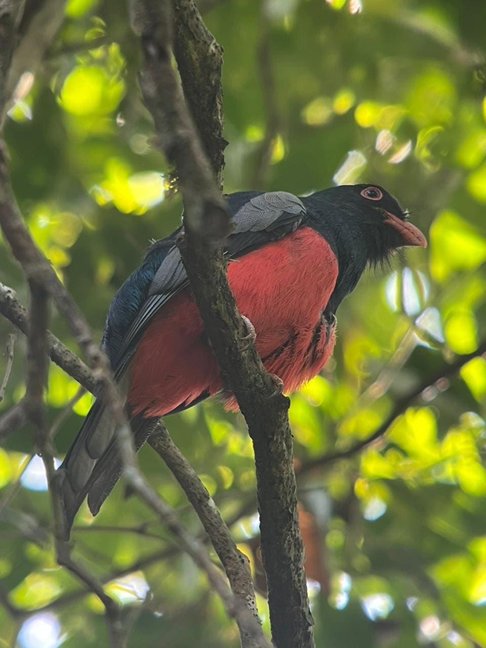 Red-bellied trogon Esquipulas birding expedition