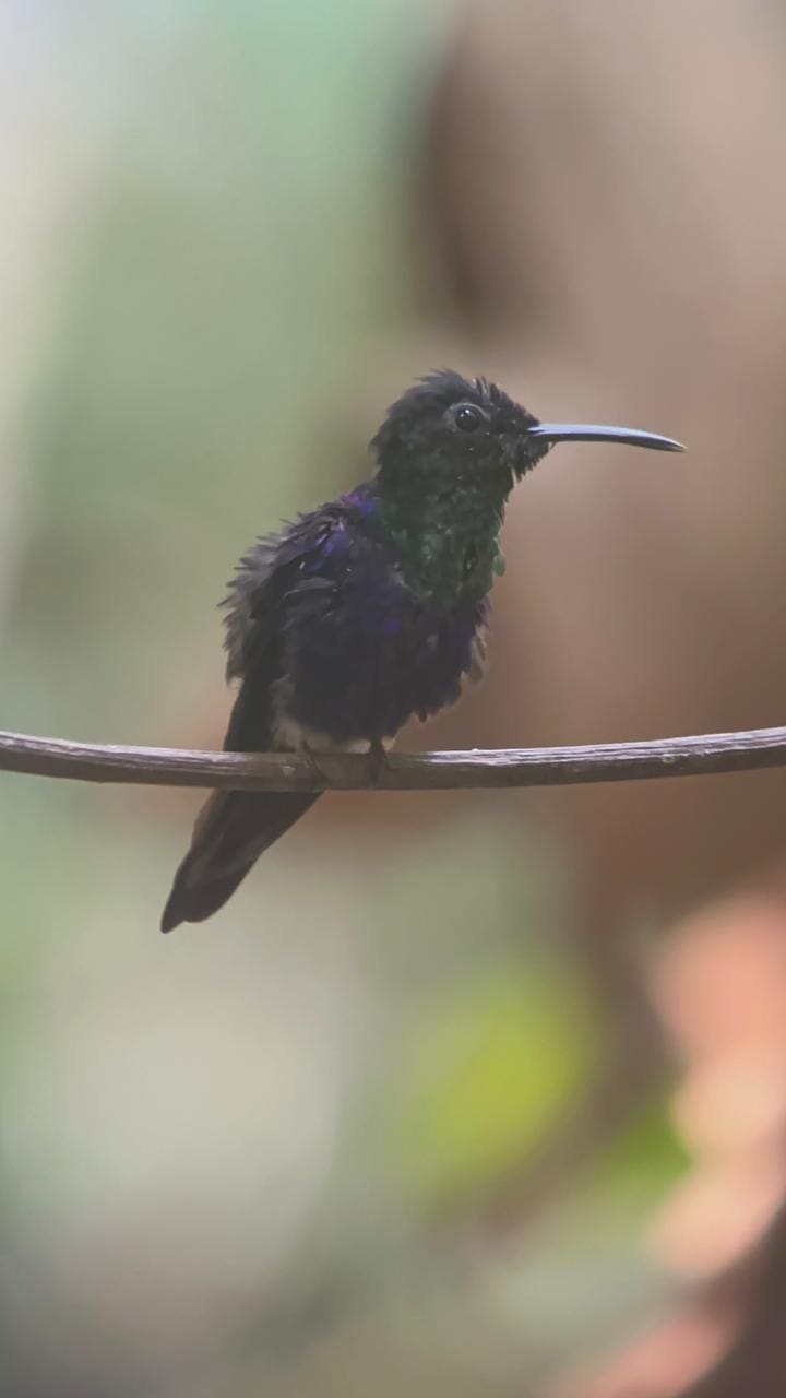 Violet sabrewing hummingbird Manuel Antonio Costa Rica