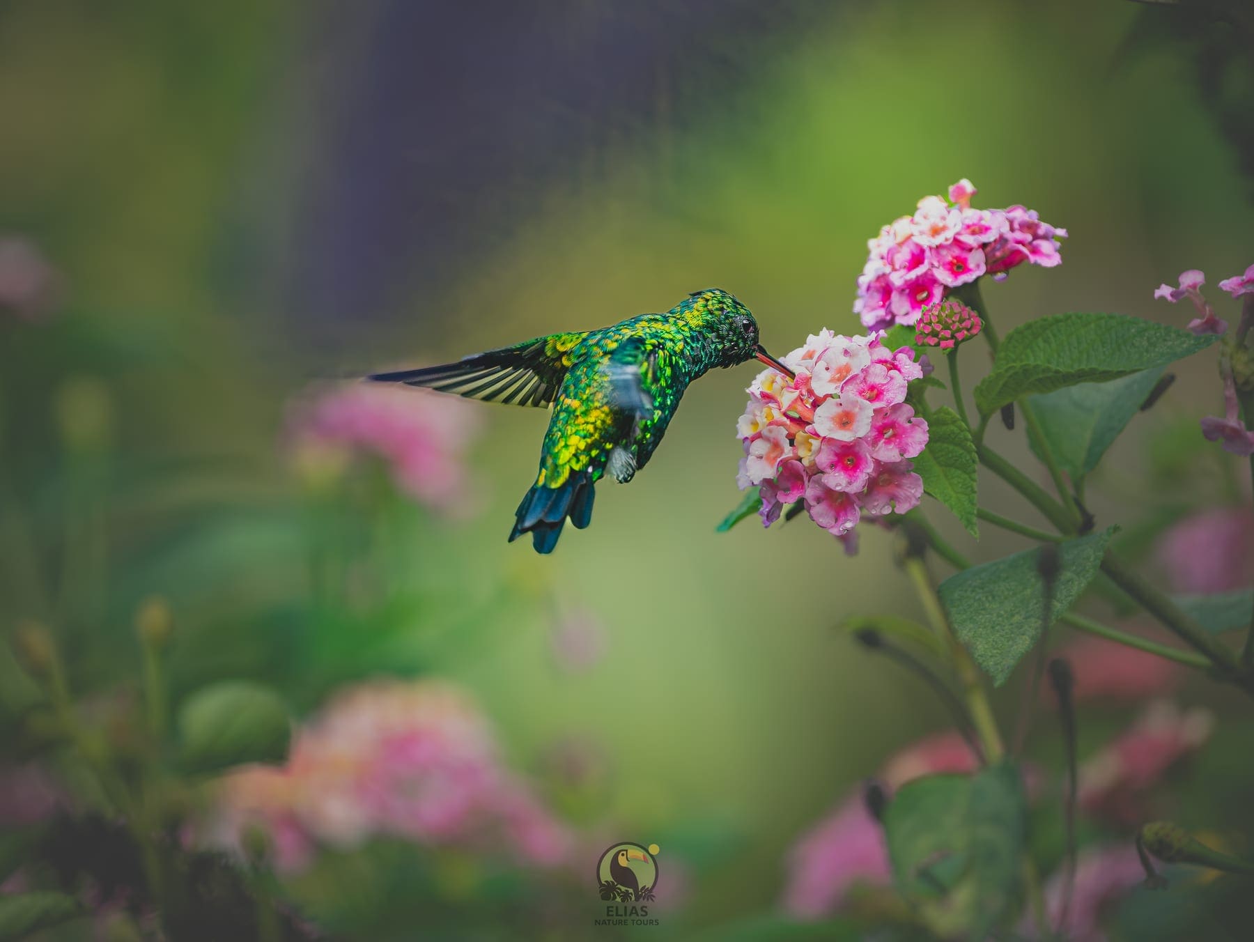 Violet sabrewing on ginger flower