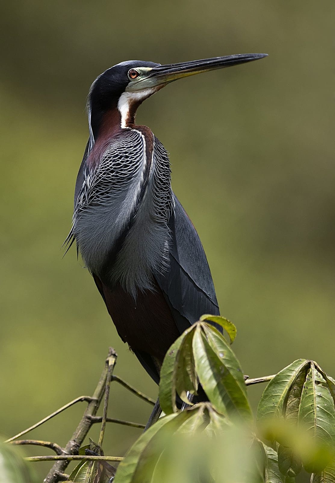 Workshop Bird Photography