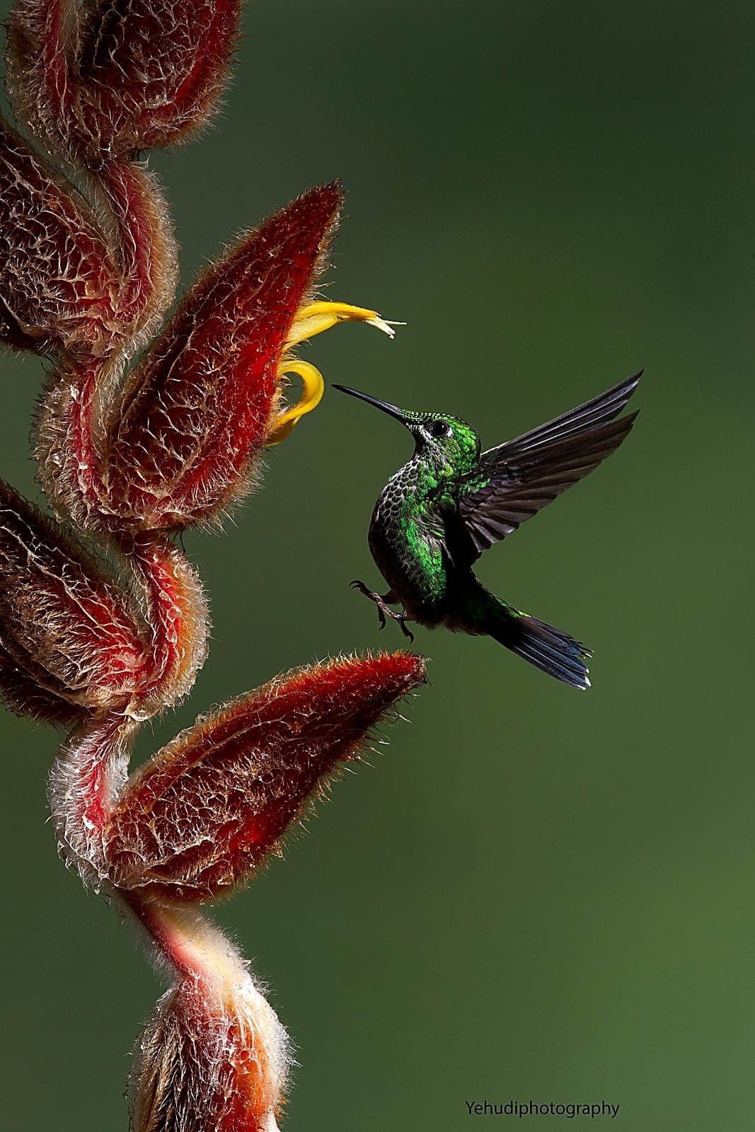 Bird Photography
