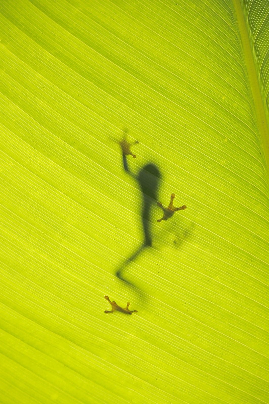 Tropical Bird