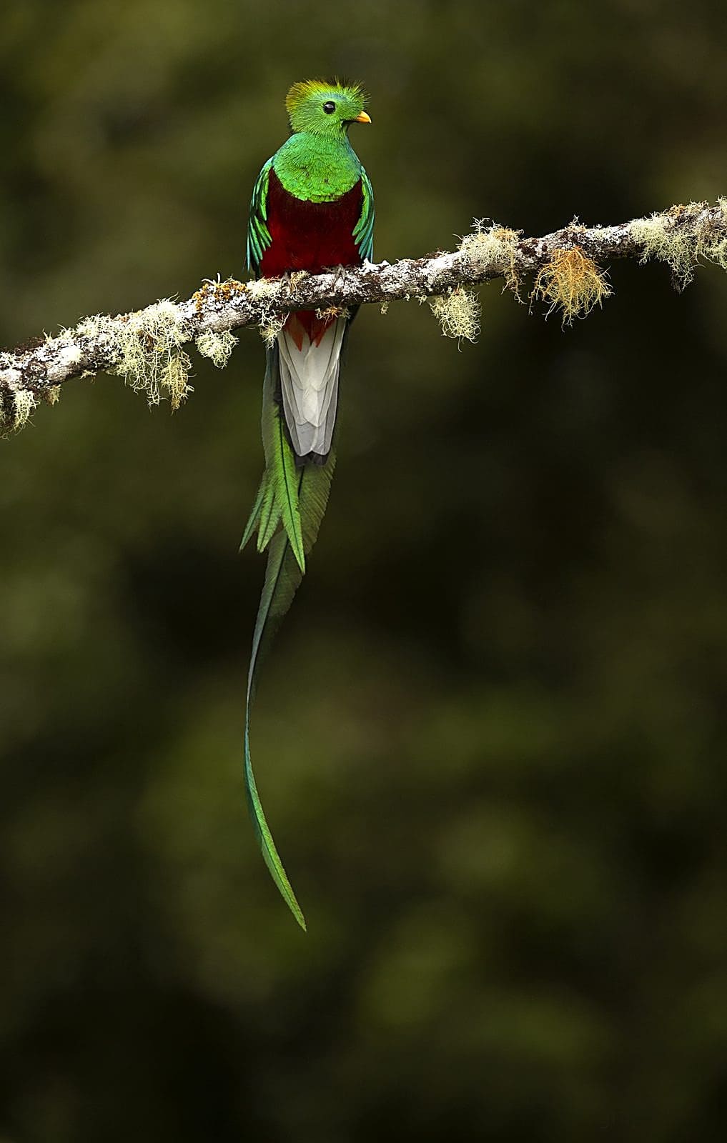 Macro Wildlife Detail