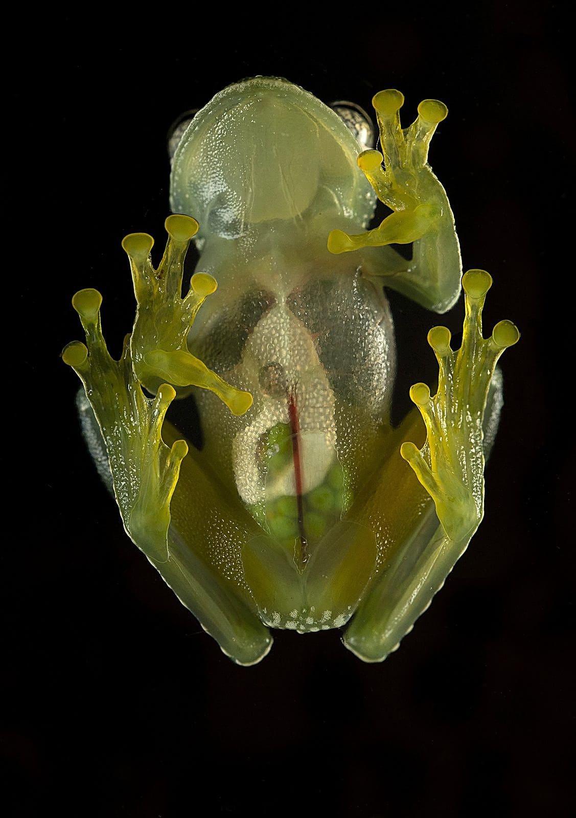Wildlife Portrait