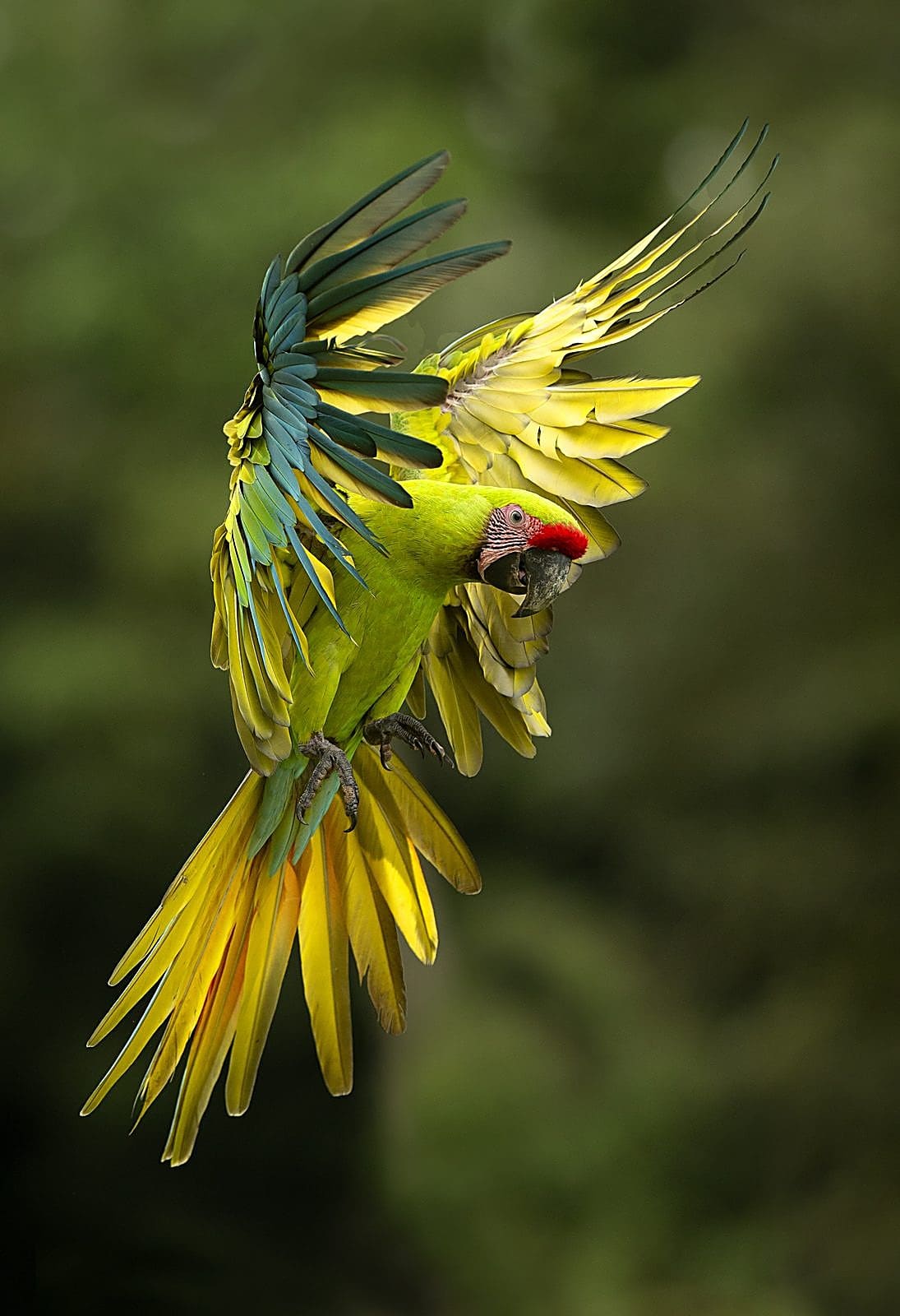 Wildlife Close-up