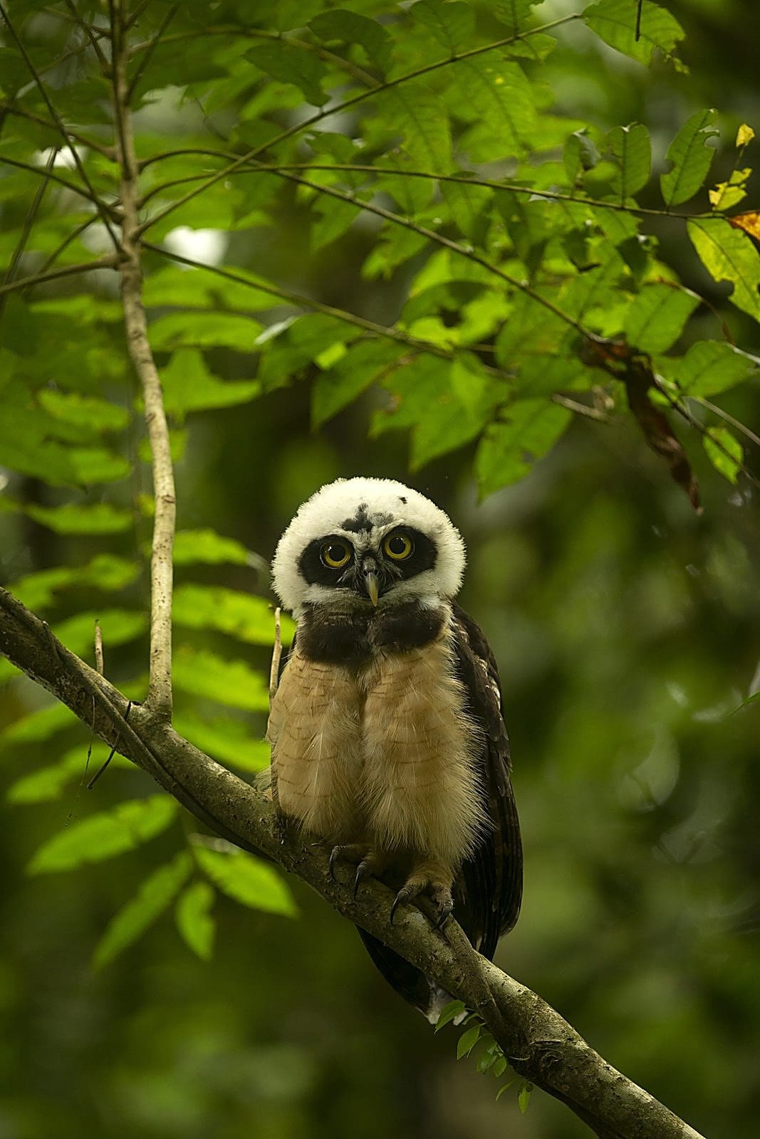 Wildlife in Habitat