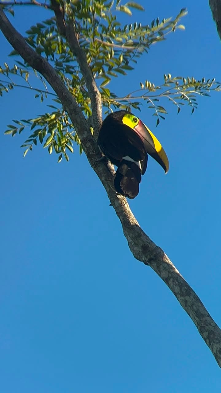 Yellow-throated Toucan (Chestnut-mandibled) at Esquipulas rainforest birding, Costa Rica