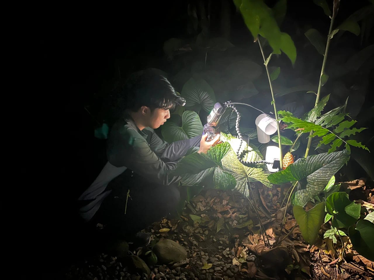 Macro photograph of a rainforest frog at night, La Fortuna Costa Rica