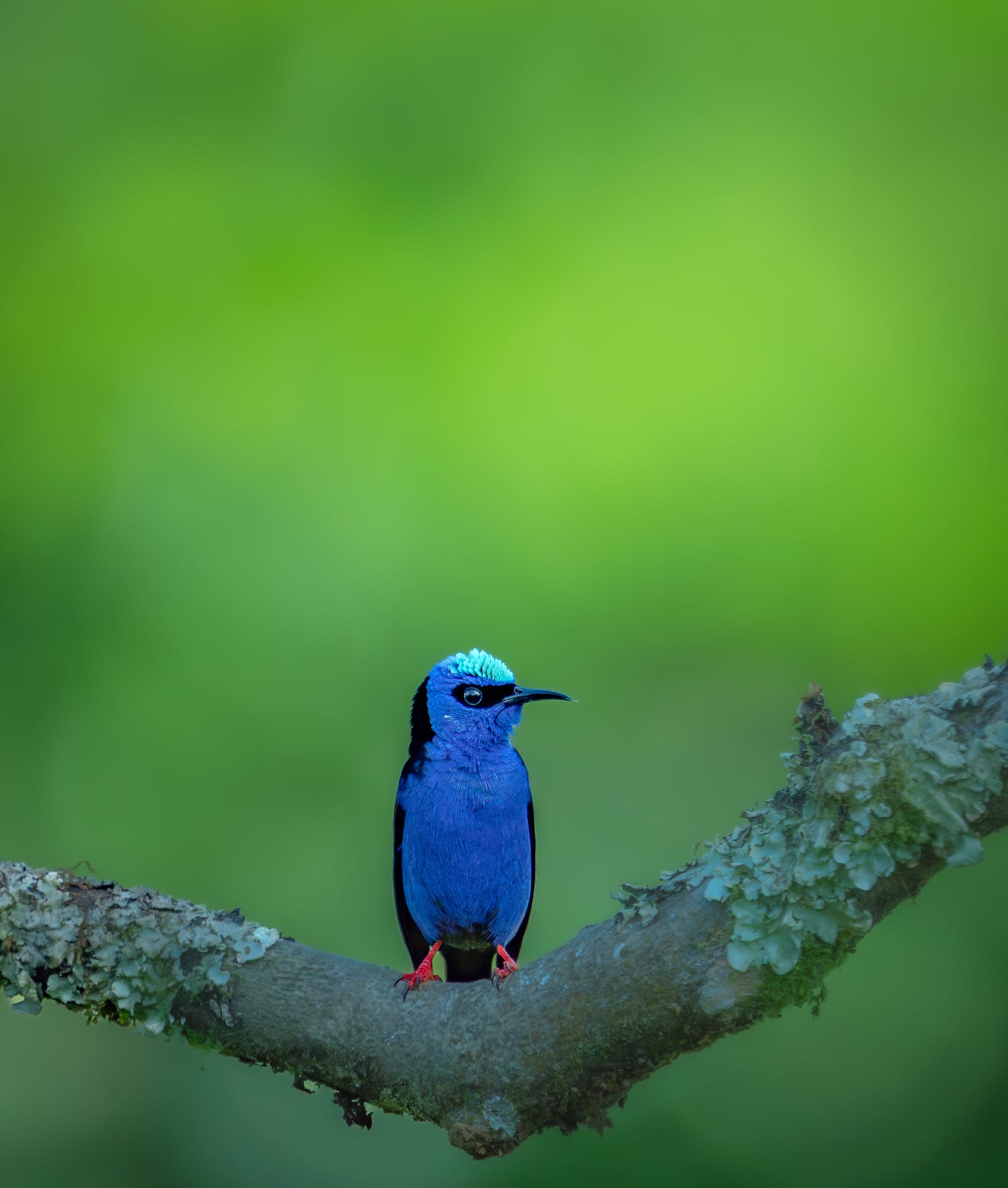 Honeycreeper — Arenal La Fortuna Costa Rica birdwatching