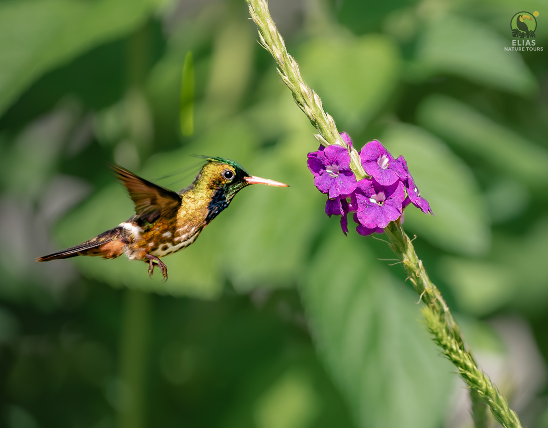 Rufous-crested coquette feeding on purple flowers Costa Rica