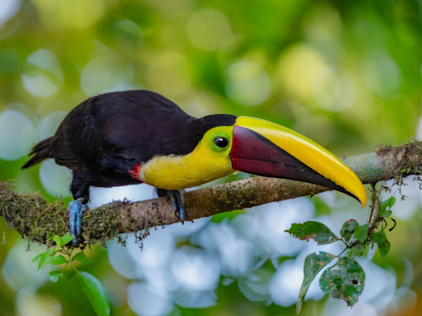 Keel-billed Toucan perched on branch — La Fortuna Costa Rica
